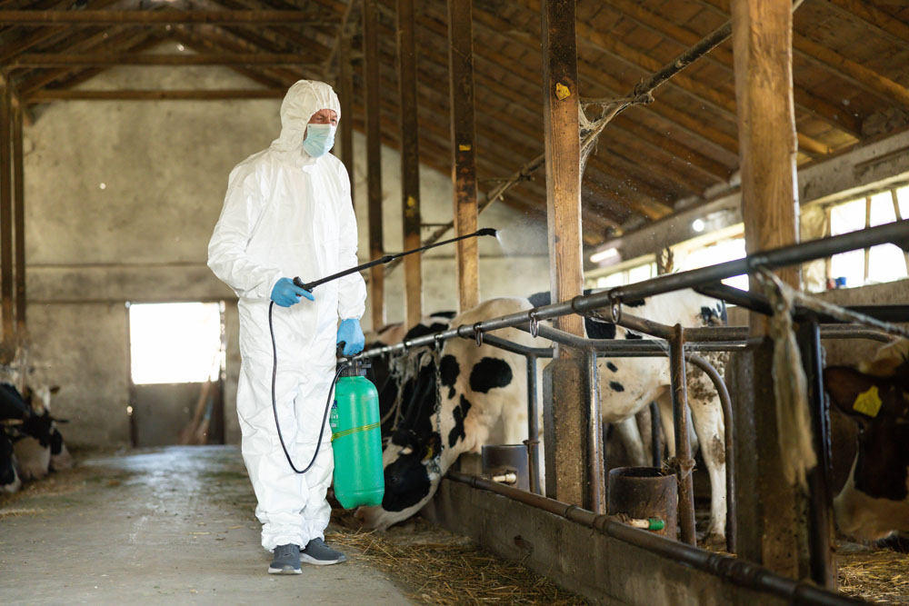 Worker in protective equipment treating a livestock barn