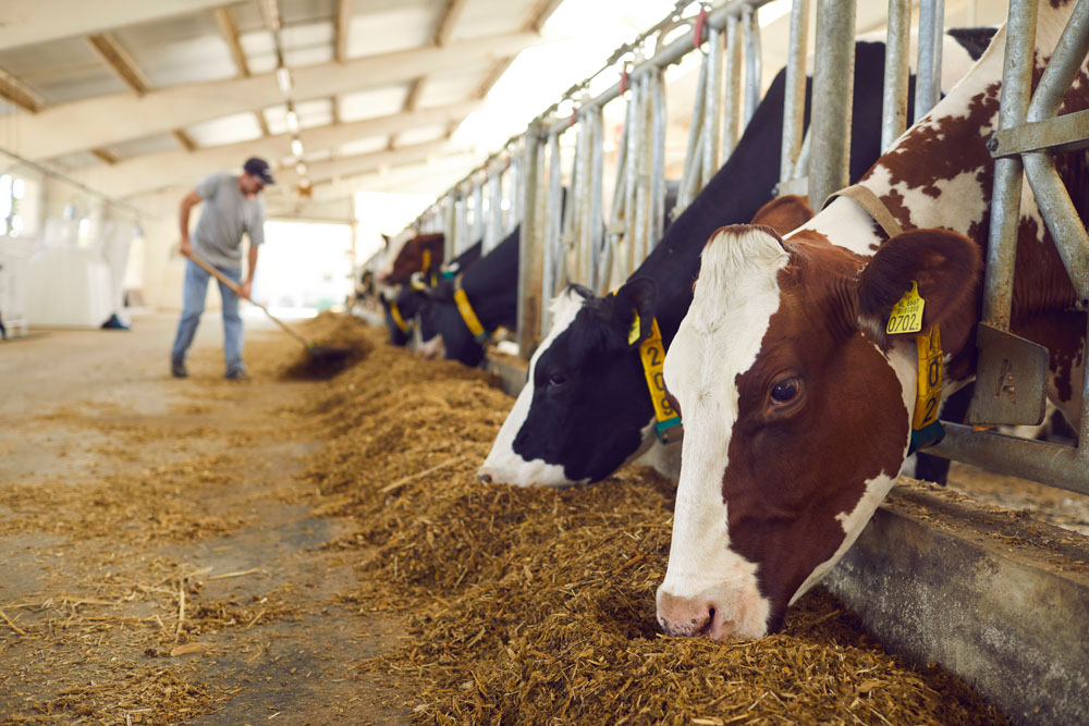 Dairy cows feeding inside a well-maintained barn