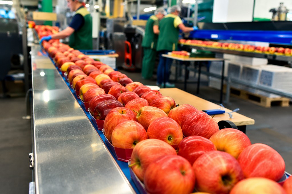 Apples moving along a food production packaging line