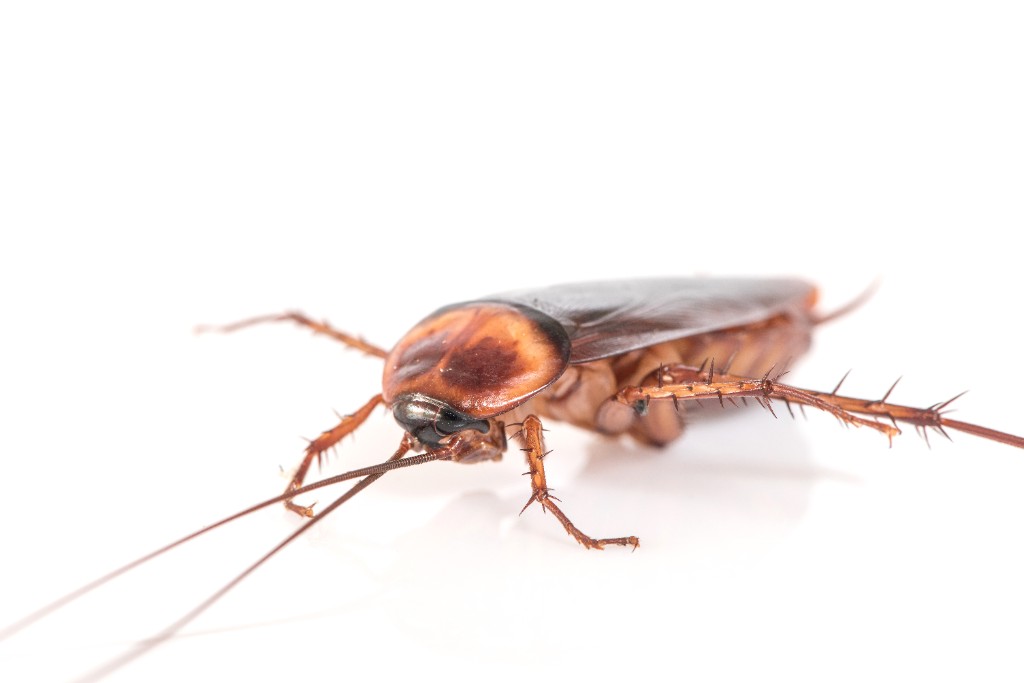 Side view of an American cockroach for identification