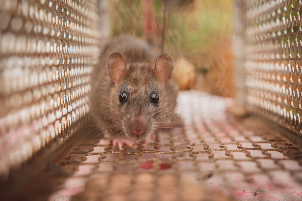 Mouse inside a live-capture trap