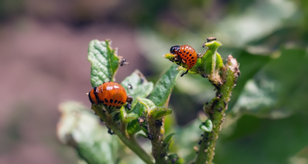 Orange beetle larvae feeding on plant leaves