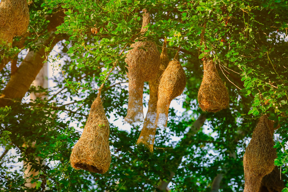 Bird nests hanging in a leafy tree
