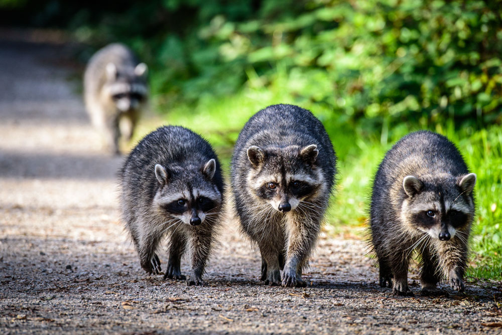 Raccoons walking along a wooded path