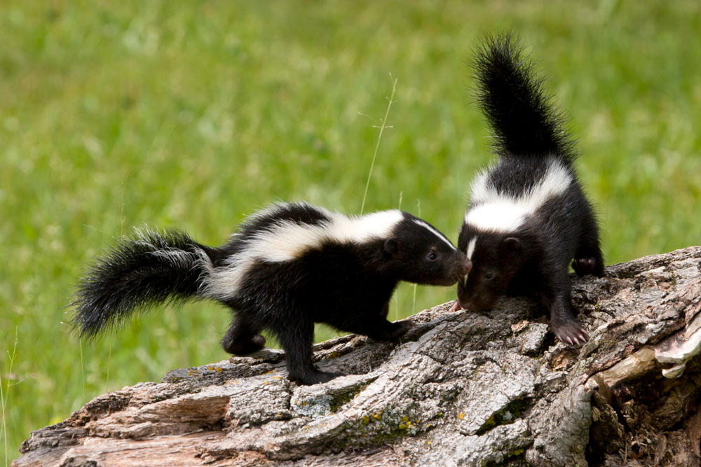 Two skunks on a fallen tree